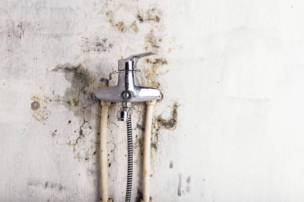 Best Affordable Mold Removal  in Schaumburg, IL