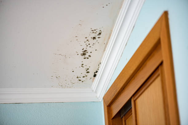 Best Office Mold Removal Services  in Schaumburg, IL