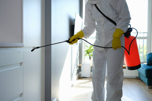 Trusted Schaumburg, IL Mold Removal Experts