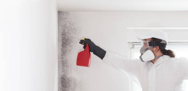 Best Mold Damage Repair  in Schaumburg, IL