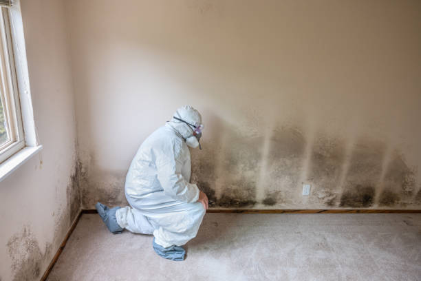 Best Mold Removal Process  in Schaumburg, IL