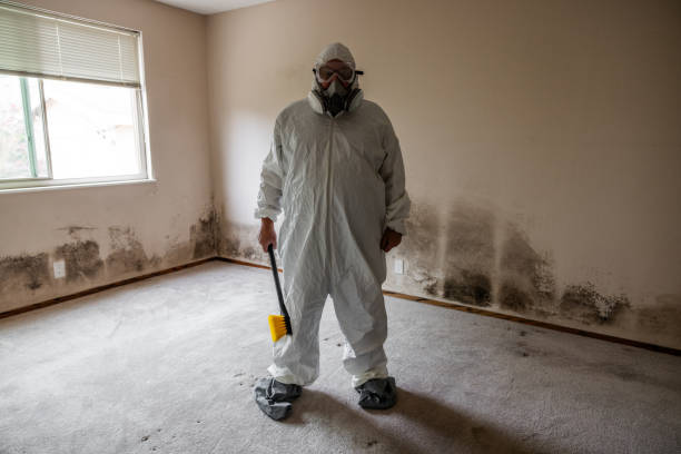 Best Attic Mold Removal  in Schaumburg, IL